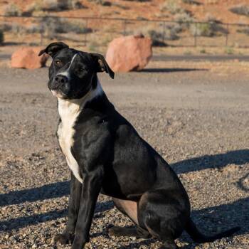 Maeby -  Pit Bull Terrier and Mixed Breed Dog for Adoption in Kanab, Utah - Maeby | PetCurious