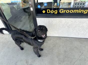 Rescue Labrador Retriever and Golden Retriever Dogs for Adoption in Honeyville, Utah - Shadow | PetCurious