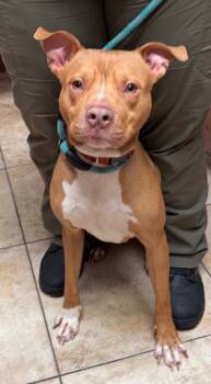 Rescue Mixed Breed Dogs for Adoption in Cincinnati, Ohio - Feltz | PetCurious