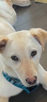 Yellow Labrador Retriever Dogs Available for Adoption - Timbit | PetCurious