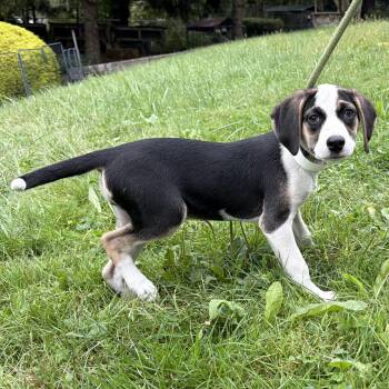 Amelia -  Terrier Dog for Adoption in Latrobe, Pennsylvania - Amelia | PetCurious