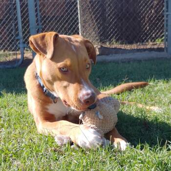 Rescue Catahoula Leopard Dog and Mixed Breed Dogs for Adoption in Tulsa, Oklahoma - Carmelo | PetCurious