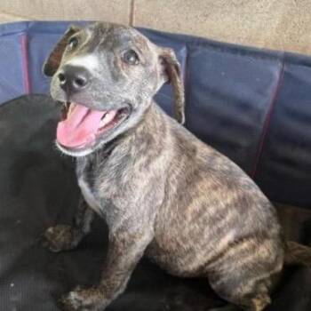 Kiara -  Mixed Breed Dog for Adoption in Buffalo, Minnesota - Kiara | PetCurious