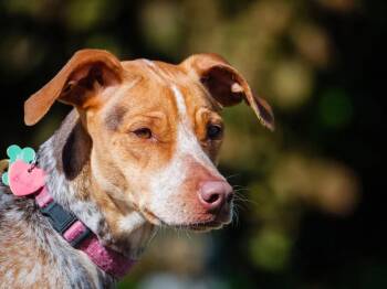 Birdie -  Pointer Dog for Adoption in Pointe-fortune, Quebec - Birdie | PetCurious