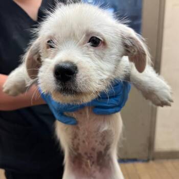 Binion -  Terrier and Mixed Breed Dog for Adoption in Birmingham, Alabama - Binion | PetCurious