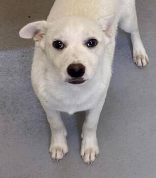 Shepherd Dogs Available for Adoption - Arnie | PetCurious