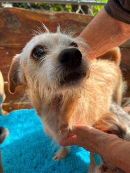 Latte - MA -  Cairn Terrier and Schnauzer Dog for Adoption in Bryan, Texas - Latte - MA | PetCurious