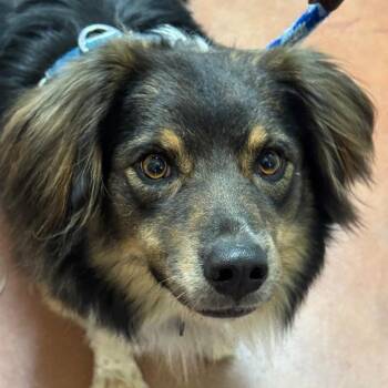 Luca -  Australian Shepherd Dog for Adoption in Goleta, California - Luca | PetCurious