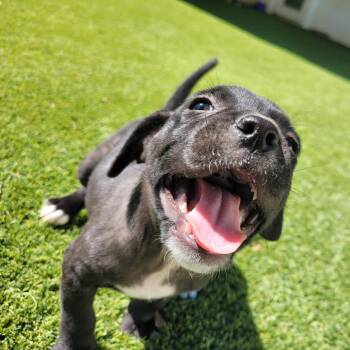 Mixed Breed Dogs Available for Adoption in Loxahatchee Groves, Florida - UNO 1957 | PetCurious