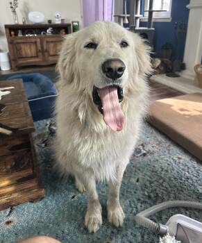 Great Pyrenees Dogs Available for Adoption in Garland, Texas - Fletch | PetCurious