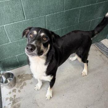 Goob -  Shepherd and Mixed Breed Dog for Adoption in Carencro, Louisiana - Goob | PetCurious