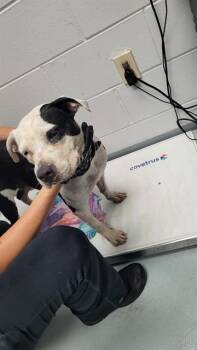 MILLY -  Mixed Breed Dog for Adoption in St. Cloud, Florida - MILLY | PetCurious