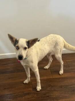 Australian Cattle Dog Blue Heeler Dogs Available for Adoption - Lil