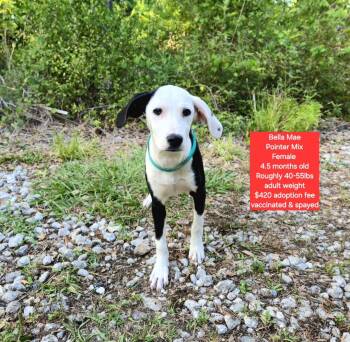 Pointer Dogs Available for Adoption in Oviedo, Florida - Bella Mae | PetCurious