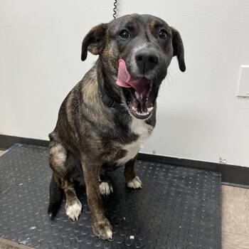 Terrier and Shepherd Dogs Available for Adoption - Stacy | PetCurious