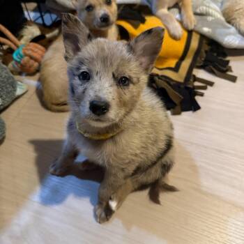 Pentax -  Mixed Breed Dog for Adoption in Buffalo, Minnesota - Pentax | PetCurious