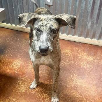 Cami -  Mixed Breed Dog for Adoption in Groveland, Massachusetts - Cami | PetCurious