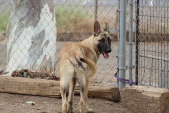 Rescue German Shepherd Dog Dogs for Adoption in El Centro, California - Casper | PetCurious