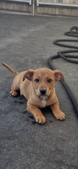 Golden Retriever Dogs Available for Adoption in Bull Valley, Illinois - Cumin | PetCurious