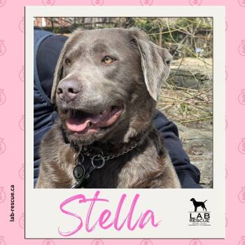 Labrador Retriever Dogs Available for Adoption in Oakville, Ontario - Stella | PetCurious