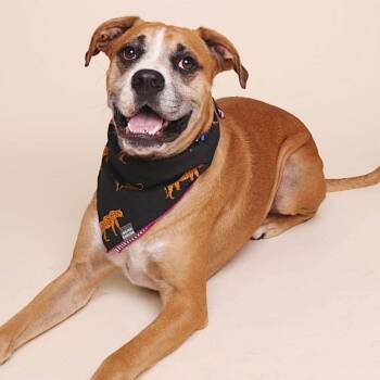 Byron -  Boxer Dog for Adoption in Salt Lake City, Utah - Byron | PetCurious