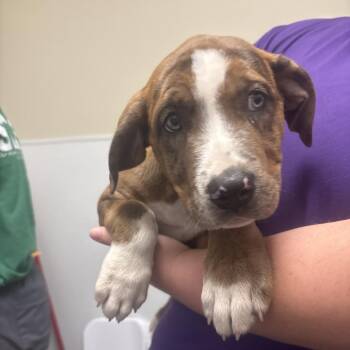 Kelpie -  Mixed Breed Dog for Adoption in Tulsa, Oklahoma - Kelpie | PetCurious