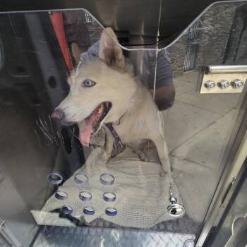 blanco -  Husky Dog for Adoption in Philadelphia, Pennsylvania - Blanco | PetCurious