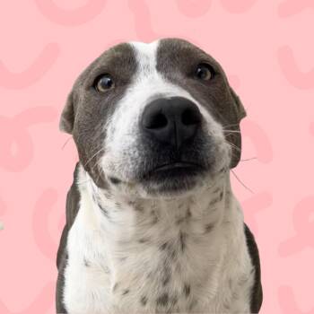 Pit Bull Terrier and Cattle Dog Dogs Available for Adoption in Reno, Nevada - Sugar Sparkles | PetCurious