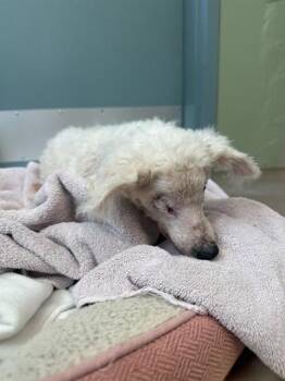 Bichon Frise Dogs Available for Adoption in San Jose, California - ZEUS | PetCurious