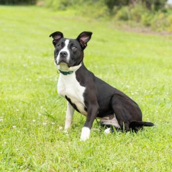 Rescue Mixed Breed Dogs for Adoption in Cape Girardeau, Missouri - Keena | PetCurious