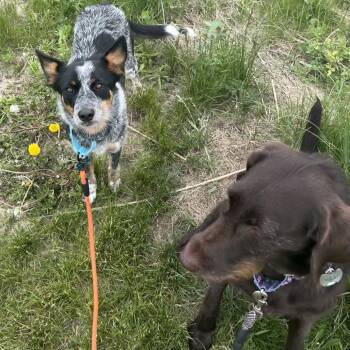 Australian Cattle Dog Blue Heeler Dogs Available for Adoption in Madison, Wisconsin - Nova Star | PetCurious