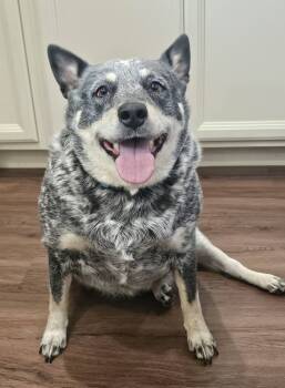 Rescue Mixed Breed Dogs for Adoption in Fairmont, West Virginia - Mavis | PetCurious