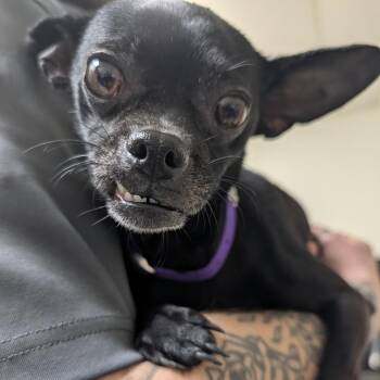 Chihuahua Dogs Available for Adoption - Batty | PetCurious