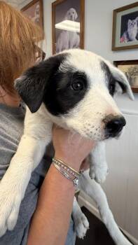 Border Collie and Mixed Breed Dogs Available for Adoption in Ontario, California - Gina | PetCurious