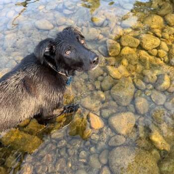 Bear -  Black Labrador Retriever and Mixed Breed Dog for Adoption in Tacoma, Washington - Bear | PetCurious