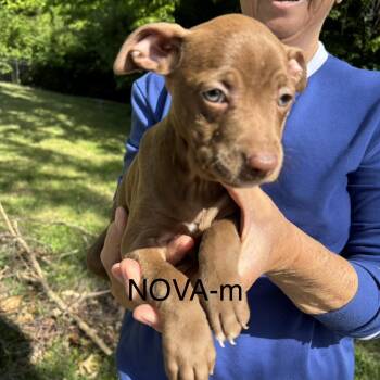 Pit Bull Terrier Dogs Available for Adoption in Brentwood, Tennessee - Nova | PetCurious