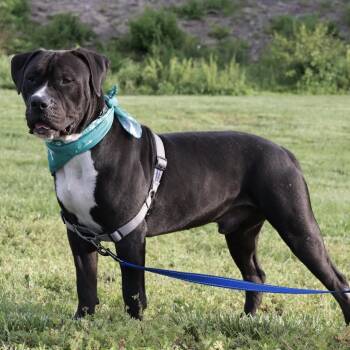 Brennan P4P -  Mixed Breed Dog Available for Adoption in Saint Joseph, Missouri - Brennan P4P | PetCurious