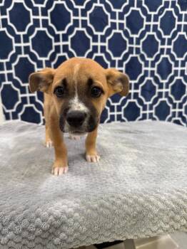 Dani -  German Shepherd Dog Dog for Adoption in Brookings, Oregon - Dani | PetCurious