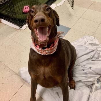 7938 Hayzel -  Doberman Pinscher Dog for Adoption in Sandown, New Hampshire - 7938 Hayzel | PetCurious
