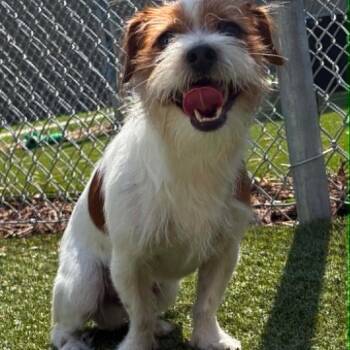 Jack Russell Terrier and Mixed Breed Dogs Available for Adoption in Northville, Michigan - Bennett | PetCurious