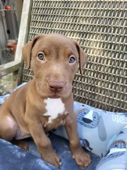 Mulch -  Labrador Retriever and Pit Bull Terrier Dog for Adoption in Pottstown, Pennsylvania - Mulch | PetCurious