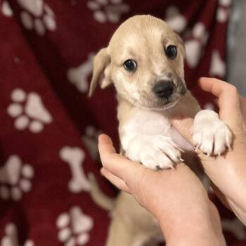 TAVISH -  Mixed Breed Dog for Adoption in Richmond, California - TAVISH | PetCurious
