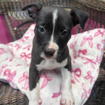 Rice Cake -  Mixed Breed Dog for Adoption in Hopkinton, Massachusetts - Rice Cake | PetCurious