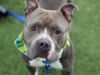 Dust Bunny -  Mixed Breed Dog for Adoption - Dust Bunny | PetCurious