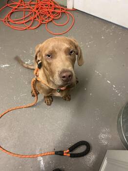 Labrador Retriever Dogs Available for Adoption in Dyersburg, Tennessee - Handsome | PetCurious