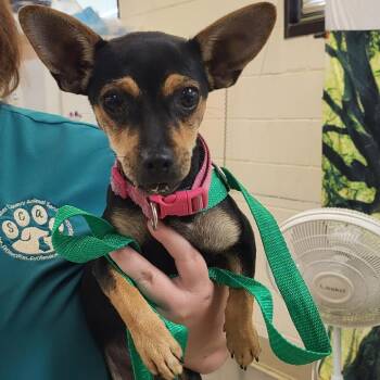 SCFL-Stray-67043 -  Mixed Breed Dog for Adoption in Lake Panasoffkee, Florida - SCFL-Stray-67043 | PetCurious