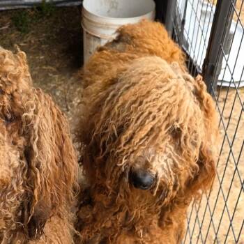 Poodle and Golden Retriever Dogs Available for Adoption - Teddy | PetCurious