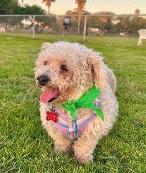 Poodle Dogs Available for Adoption - Collette | PetCurious