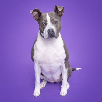 Rescue Mixed Breed Dogs for Adoption in Franklin, Tennessee - Catalina | PetCurious