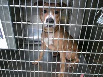 Pit Bull Terrier Dogs Available for Adoption in Oklahoma City, Oklahoma - A475024 | PetCurious